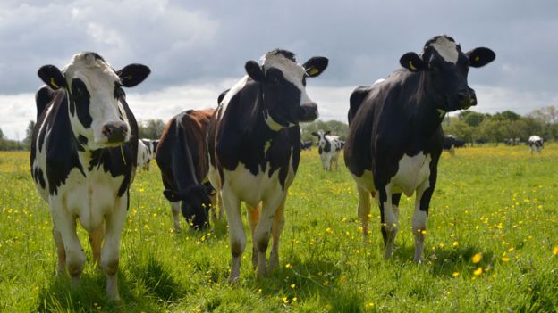 Se han contabilizado 138 mil vacas con brucelosis en Nayarit