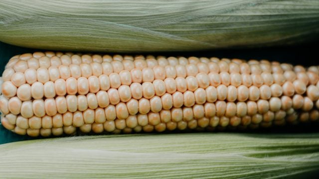 Por veto a maíz transgénico en México, senadores de EU piden consultas bajo T-MEC