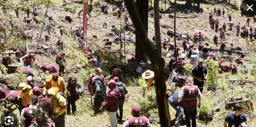 Lanzan programa de reforestación en el Estado de México