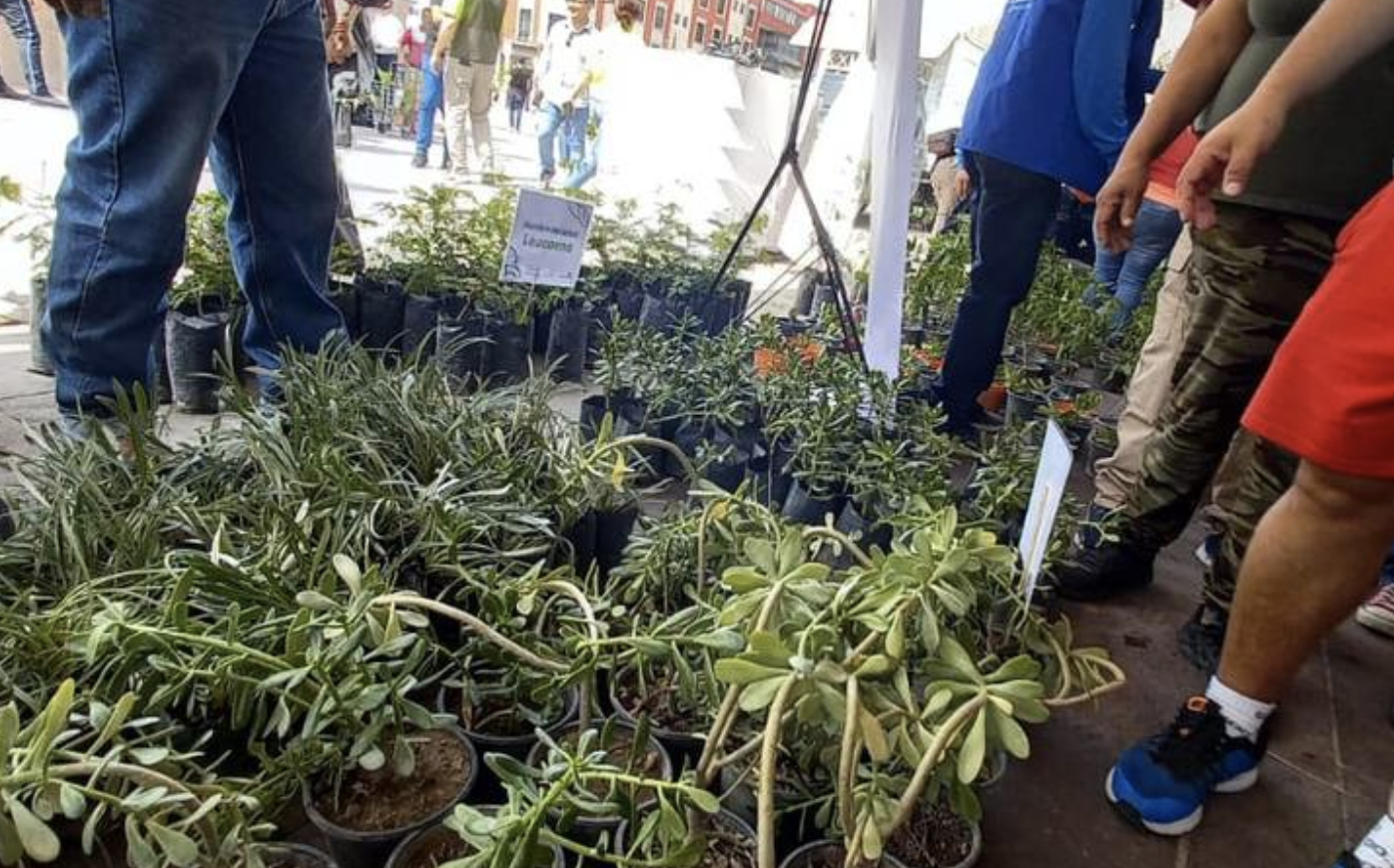 ¡Celebra el Día Mundial del Árbol! Recibe tu planta gratis en Aguascalientes
