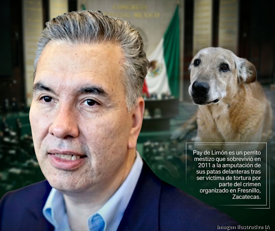 Ley Pay de Limón: la apuesta para convertir la protección animal en sanciones reales